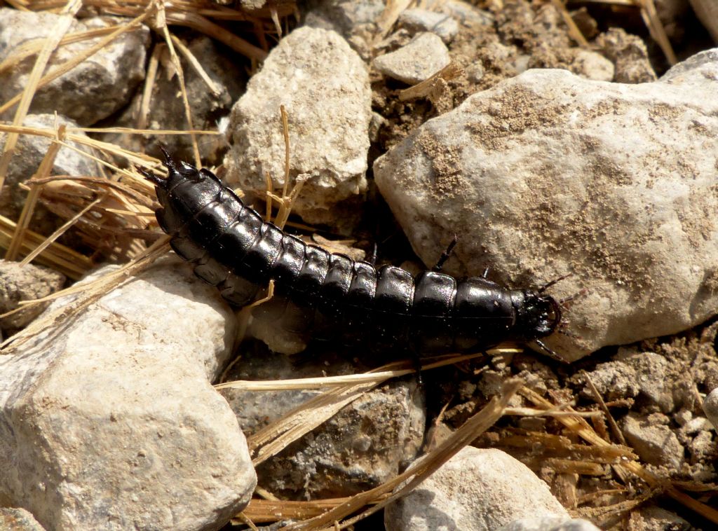 Che cos'' ?? Larva di Carabus sp.